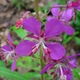 Семена иван-чая (кипрея) Chamerion angustifolium 1000 семян OGOROD - изображение 3