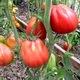 Насіння томату Red Figs (Інжир Червоний) 10 насінин OGOROD - зображення 5