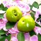 Семена томата Lime Green Salad 10 семян OGOROD - изображение 10