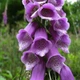 Семена наперстянки пурпурной (Digitalis purpurea) 1000 семян OGOROD - изображение 3