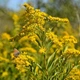 Насіння золотарника канадського (Solidago canadensis) 1000 насінин OGOROD - зображення 1
