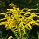 Насіння золотарника канадського (Solidago canadensis) 1000 насінин OGOROD - зображення 2