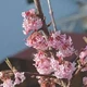 Калина боднантенская Чарльз Ламонт / Viburnum bodnantense Charles Lamond С7.5/ Н 100-110 - изображение 3