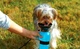Поїлки для тварин Pet Bottle переносна поїлка для собаки прогулянкова пляшка блакитна - изображение 3
