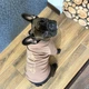 Худи для собак DogClub Frenchdog XXL Brown - изображение 8