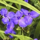 Традесканція Zwanenburg Blue ( 1 саджанець в упаковці, відкритий корінь) - изображение 3