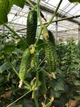 Страж (112-314) F1 Огірок Самозапильний Насіння Yuksel Seeds 250 шт - изображение 6