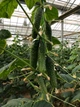 Страж (112-314) F1 Огірок Самозапильний Насіння Yuksel Seeds 250 шт - изображение 11