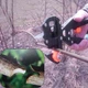 Прививочный секатор Huafa Профессиональный 3 двусторонние насадки - изображение 8