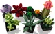 Конструктор Lego Creator Expert Сукуленти 10309 - зображення 7