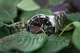 CASIO EDIFICE EFV-540D-1AVUEF - изображение 2