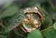 CASIO G-SHOCK G-STEEL GM-110SG-9AER - изображение 2