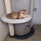 Ігровий комплекс кігтеточка для кішки з будиночком стовпи в бавовняному канаті 90х75х55см сірий - зображення 5