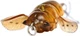 Воблер Savage Gear 3D Cicada F 33 мм 3.5 г Brown (18541163) - изображение 2