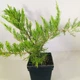 Ялівець середній Мінт Джулеп (Mint Julip) 50-60 див. декоративний хвойний кущ - зображення 1