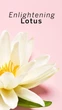 Парфумований міст для тіла Victoria's Secret Pomegranate & Lotus 250 мл (667557109541) - зображення 6