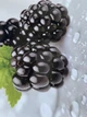 Кухонный фартук Ежевика Макро 3Д наклейка для кухни синие Ягоды капли росы глянцевая Серый 600*2500 мм - изображение 2