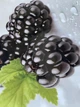 Кухонный фартук Ежевика Макро 3Д наклейка для кухни синие Ягоды капли росы глянцевая Серый 600*2500 мм - изображение 5
