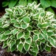 Хоста Diamond Tiara Фіолетовий Florium (301201) - зображення 2