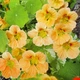 Настурция низкорослая Пич Мелба Florium (726851) - изображение 1