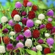 Гомфрена смесь Florium (726819) - изображение 1