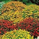 Насіння Чорнобривці Старий Файєр Різнокольоровий Florium (726652) - зображення 1