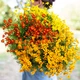 Насіння Чорнобривці Старий Файєр Різнокольоровий Florium (726652) - зображення 2