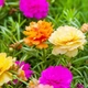 Портулак Махровий Суміш пакет-гігант Різнокольоровий Florium (726806) - зображення 2