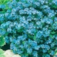 Семена Незабудка Небесная ласточка Florium (727038) - изображение 2