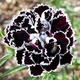 Семена Гвоздика китайская Черное и Белое Florium (726609) - изображение 2
