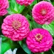 Насіння Цинія Ліліпут Рожева Різнокольоровий Florium (726588) - зображення 2