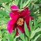Півонія ITOH Purple Sensation Фіолетовий Florium (328308) - зображення 2