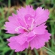 Гвоздика Eydangeri Florium - зображення 1