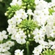 Вербена гібридна Біла Білий, бежевий, кремовий Насіння Florium (726769) - зображення 1