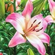 Лілія Levi Азіатський гібрид Білий, бежевий, кремовий, Рожевий Цибулини Florium (203438) - зображення 1