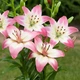 Лілія Levi Азіатський гібрид Білий, бежевий, кремовий, Рожевий Цибулини Florium (203438) - зображення 2