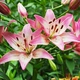 Лілія Rosella's Dream Азіатський гібрид Рожевий Цибулини Florium (203444) - зображення 2