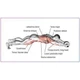 Гимнастическое спортивное фитнес колесо Double wheel Abs health abdomen round | Тренажер-ролик для мышц - изображение 7
