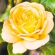 Саджанці Мікс Троянд Яскрава Клумба Голландська Різнокольоровий Florium (512485) - зображення 4