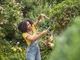 Ножницы для живой изгороди Gardena NatureCut (12300-20.000.00) - изображение 10