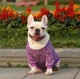Свитер для маленьких собак и кошек Violet Size XS - изображение 2