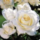 Саджанці Троянда бордюрна White Lady Білий Florium (512508) - зображення 1