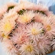 Семена Астра игольчатая Кларен (726780) - изображение 1