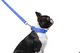 Поводок "Dog Extremе" нейлоновый двойной (ширина 20мм, длина 122см), голубой - изображение 5