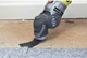 Многофункциональный инструмент Реноватор Ryobi RMT300-SA (5133002446) - изображение 10