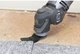 Многофункциональный инструмент Реноватор Ryobi RMT300-SA (5133002446) - изображение 3