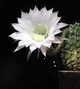 Echinopsis Eyriesii, Диаметр 70мм - изображение 3