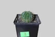 Echinopsis Eyriesii Диаметр 5,3 См. - изображение 4