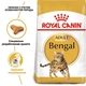 Сухий корм Royal Canin BENGAL ADULT для дорослих кішок Бенгальської породи 2 кг (3182550864091) - зображення 2