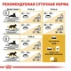 Сухий корм Royal Canin BENGAL ADULT для дорослих кішок Бенгальської породи 2 кг (3182550864091) - зображення 3